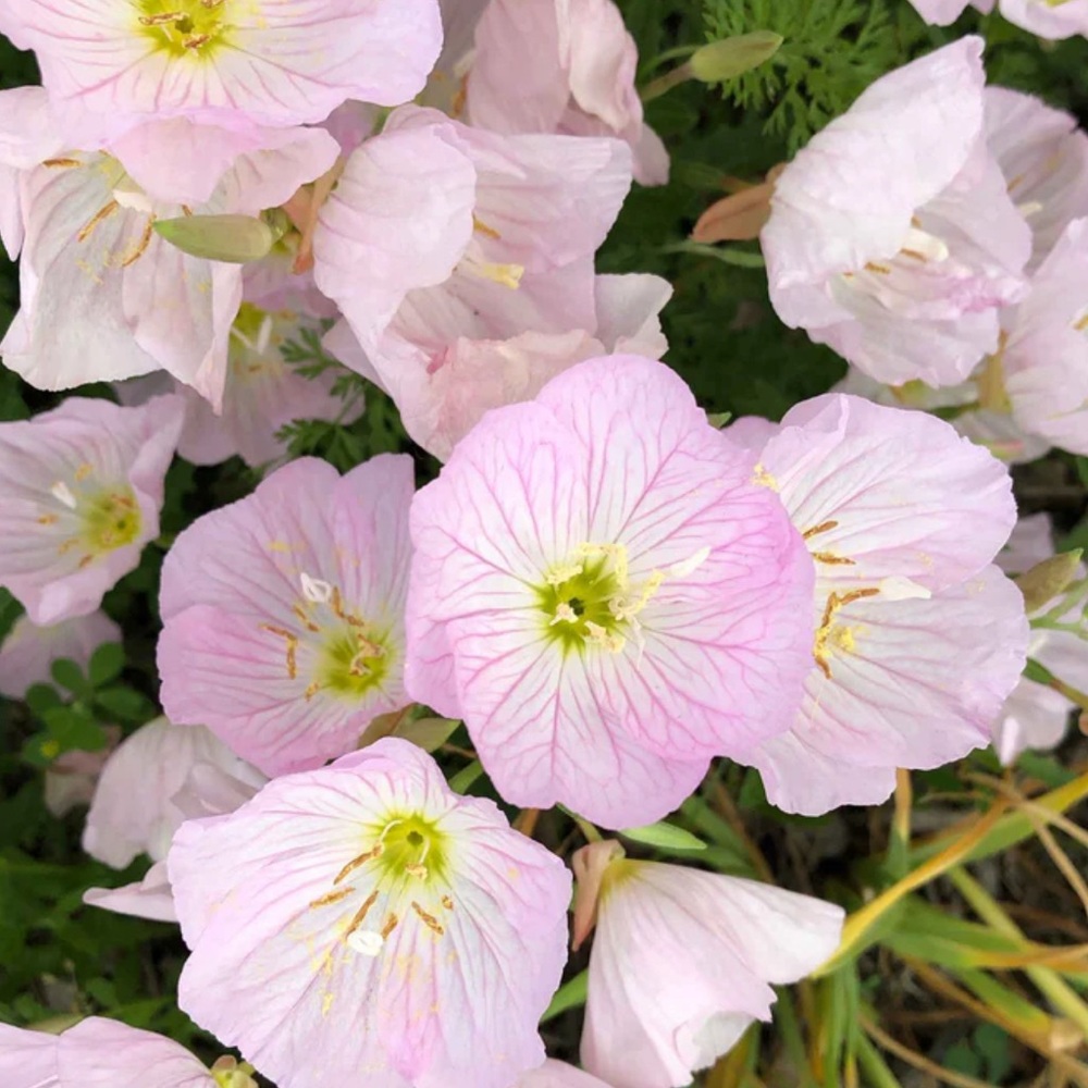 PINK EVENING PRIMROSE 🌸  40 plants $20 - Picture 3 of 5